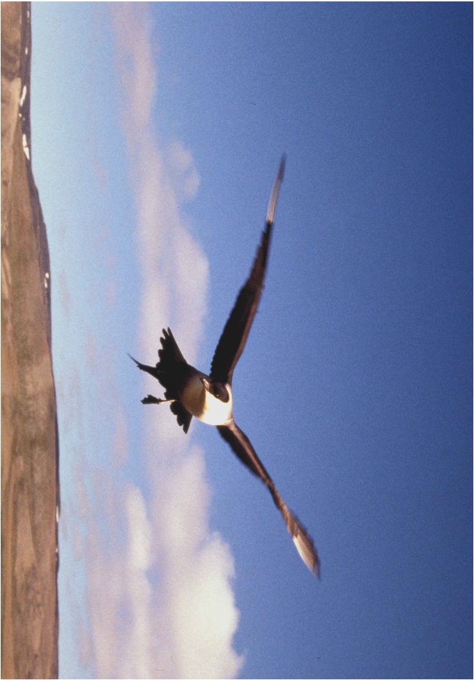 Безкоштовна картинка: довгі, хвостатих, Джагер пташиного польоту,  stercorarius longicaudus